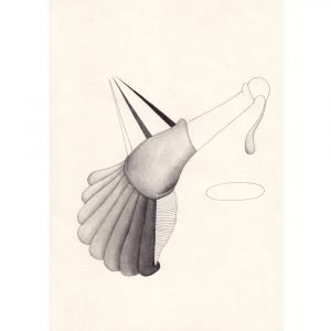 Concha, pencil drawing