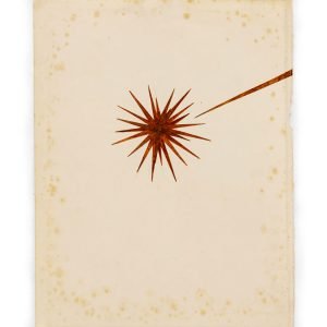 Shooting Star Floating in Water, ink drawing